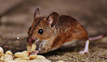 24 Hour & Emergency Exterminators in Household Finance Corp, IL